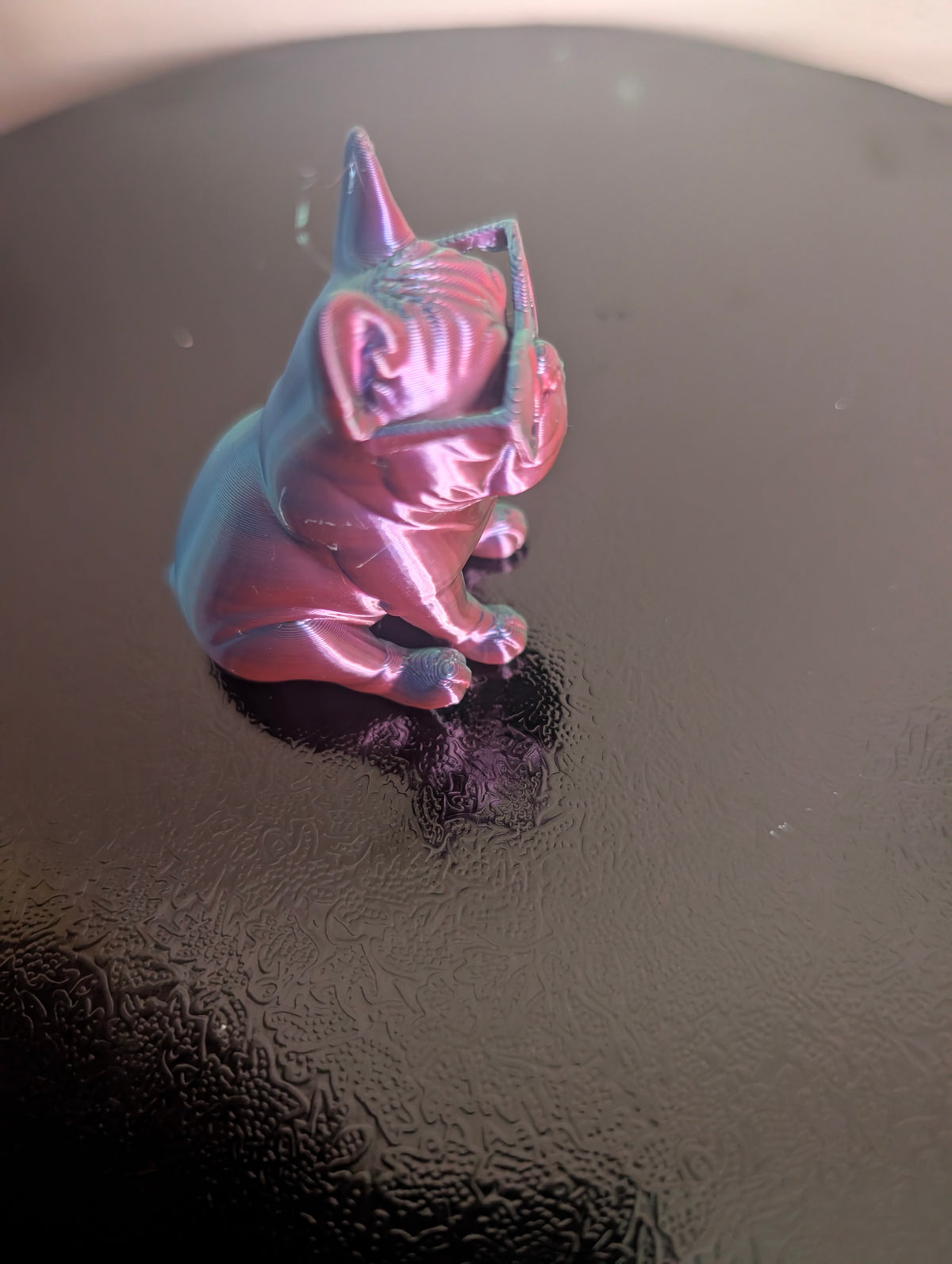 Small french bulldog