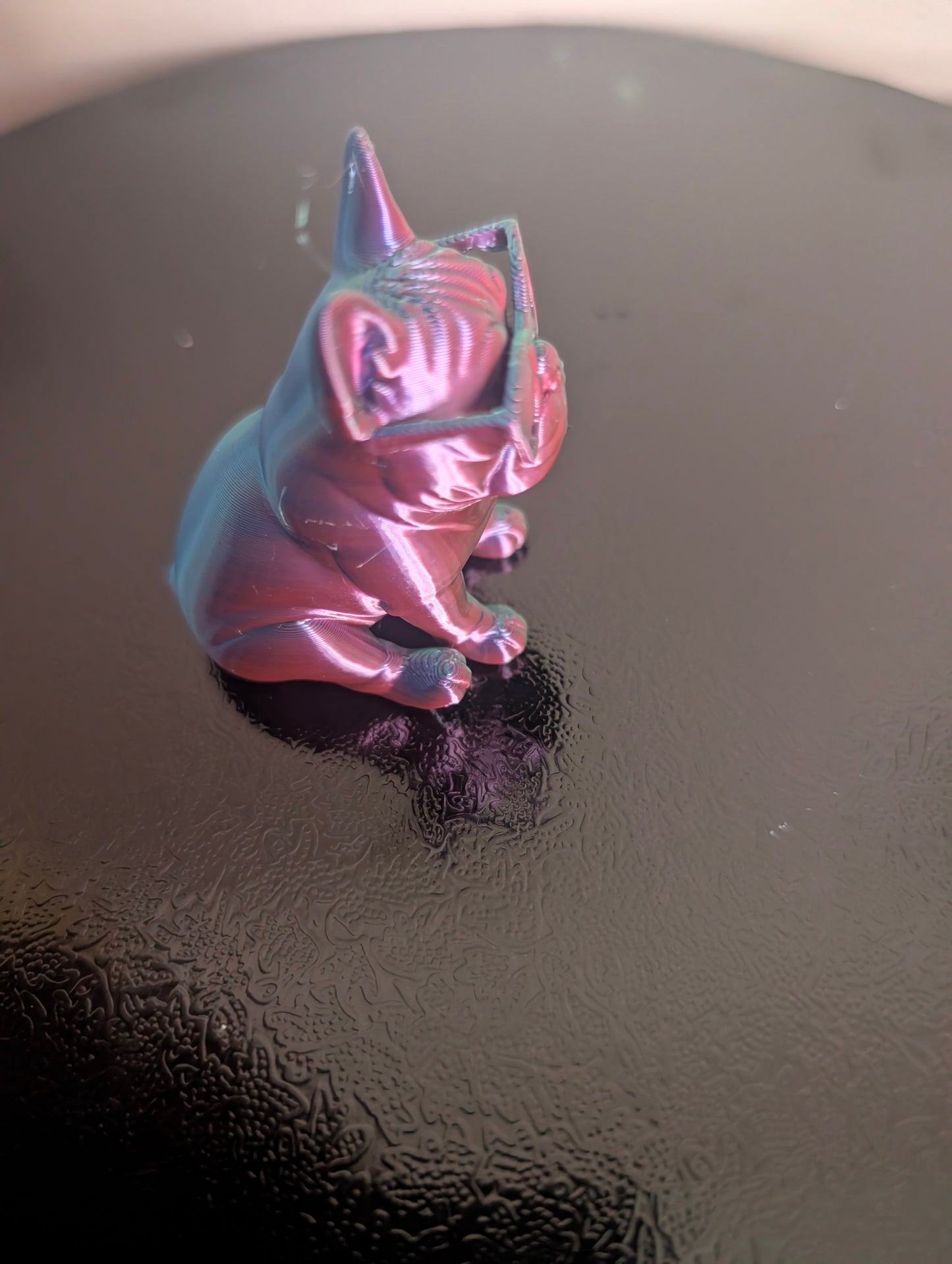 Small french bulldog