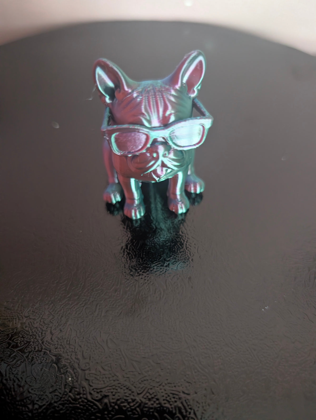 Small french bulldog