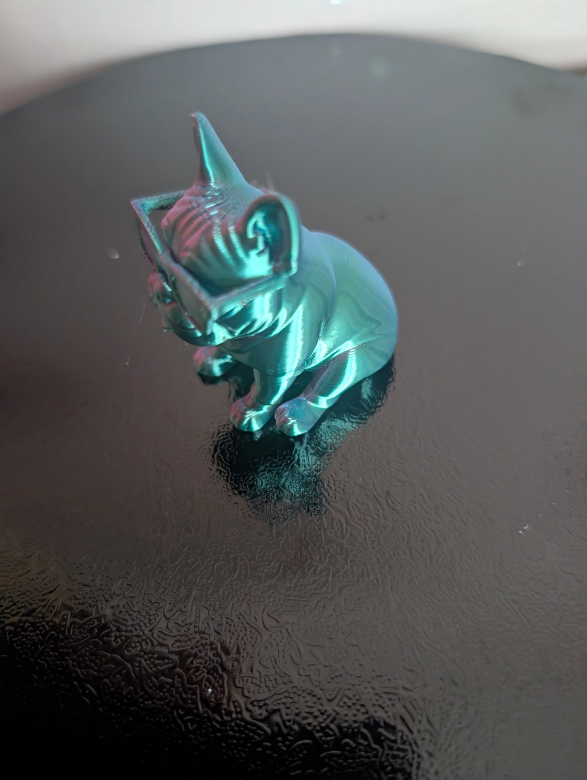 Small french bulldog